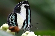 Small Green-banded Blue (Psychonotis caelius)